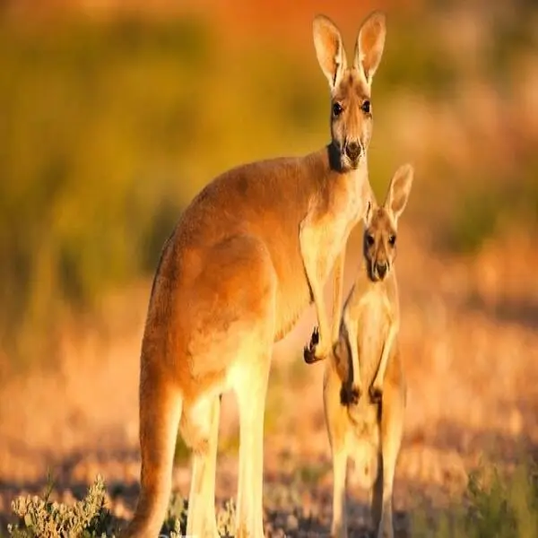 Tìm hiểu Kangaroo: Loài động vật biểu tượng của Australia